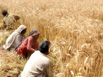 پنجاب حکومت نے گندم کی کمی پر وفاق کو پھر مراسلہ لکھ دیا