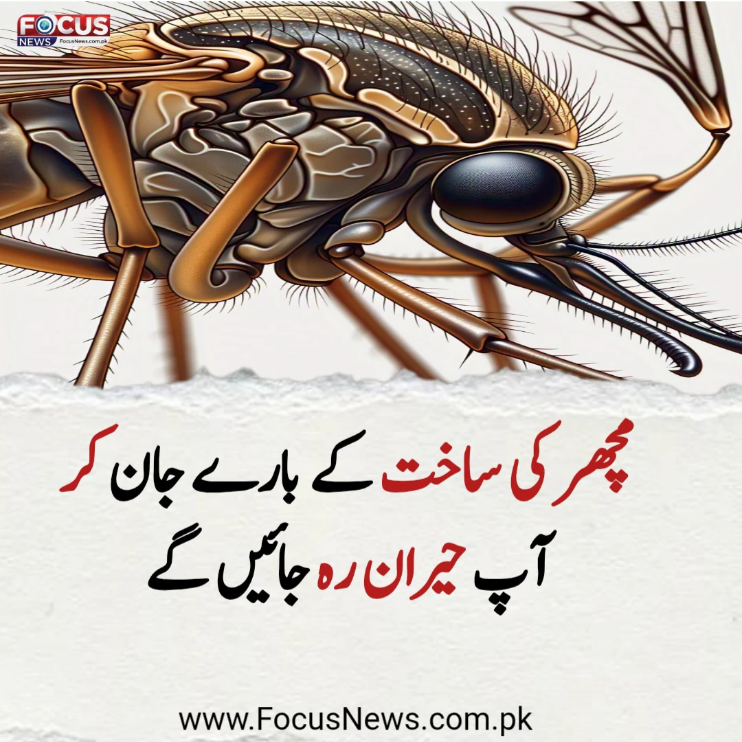 مچھر کی حیران کن ساخت