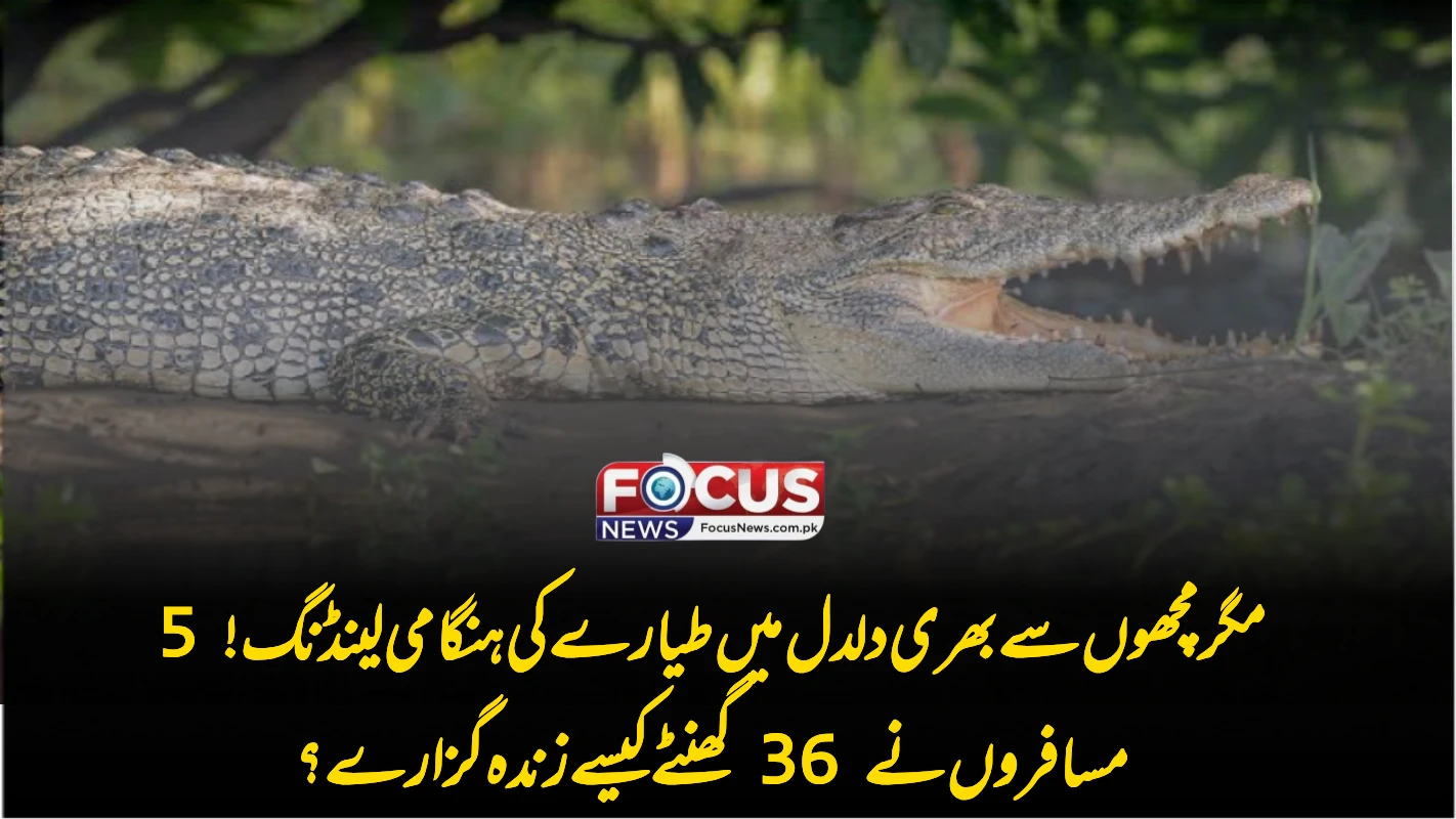 مگر مچھوں سے بھری دلدل میں طیارے کی ہنگامی لینڈنگ! 5 مسافروں نے 36 گھنٹے کیسے زندہ گزارے؟