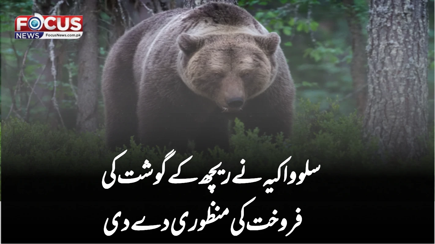 سلوواکیہ نے ریچھ کے گوشت کی فروخت کی منظوری دے دی