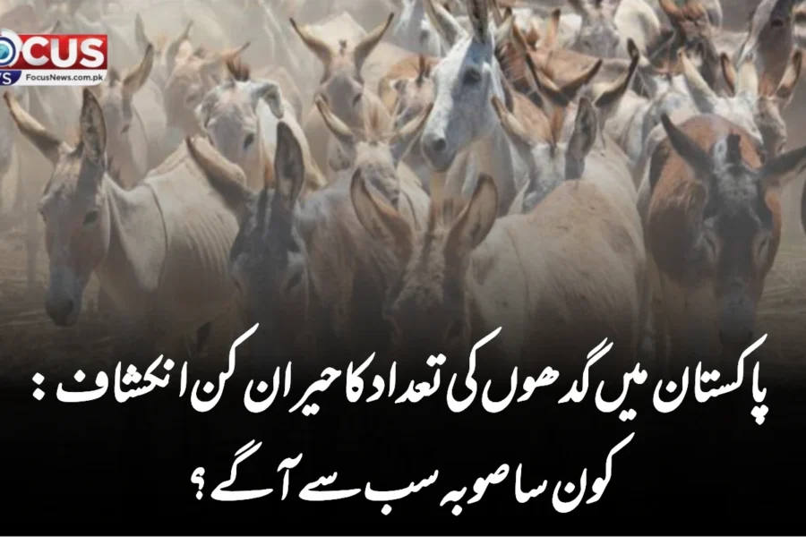 پاکستان میں گدھوں کی تعداد کا حیران کن انکشاف: کون سا صوبہ سب سے آگے؟