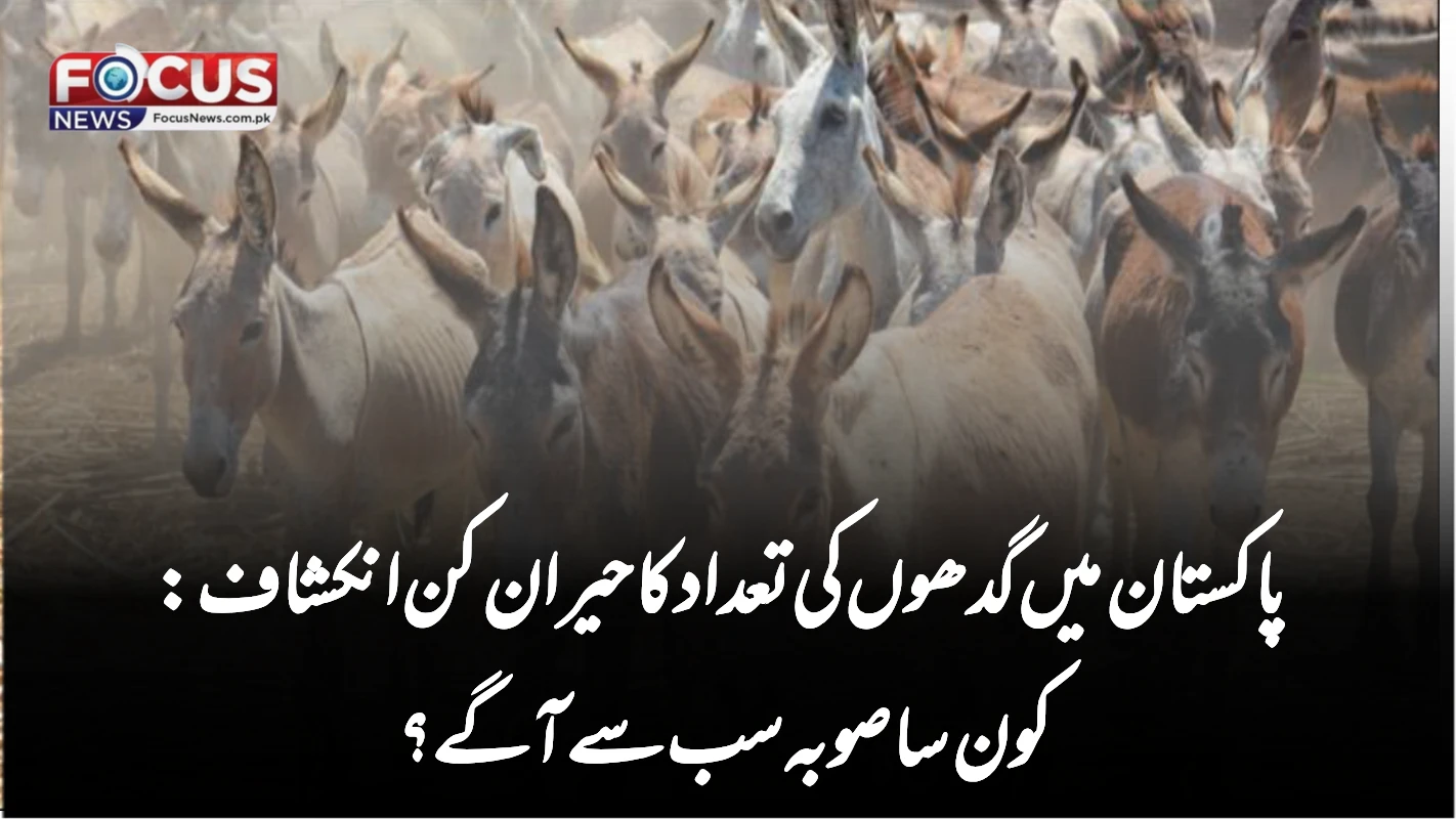 پاکستان میں گدھوں کی تعداد کا حیران کن انکشاف: کون سا صوبہ سب سے آگے؟